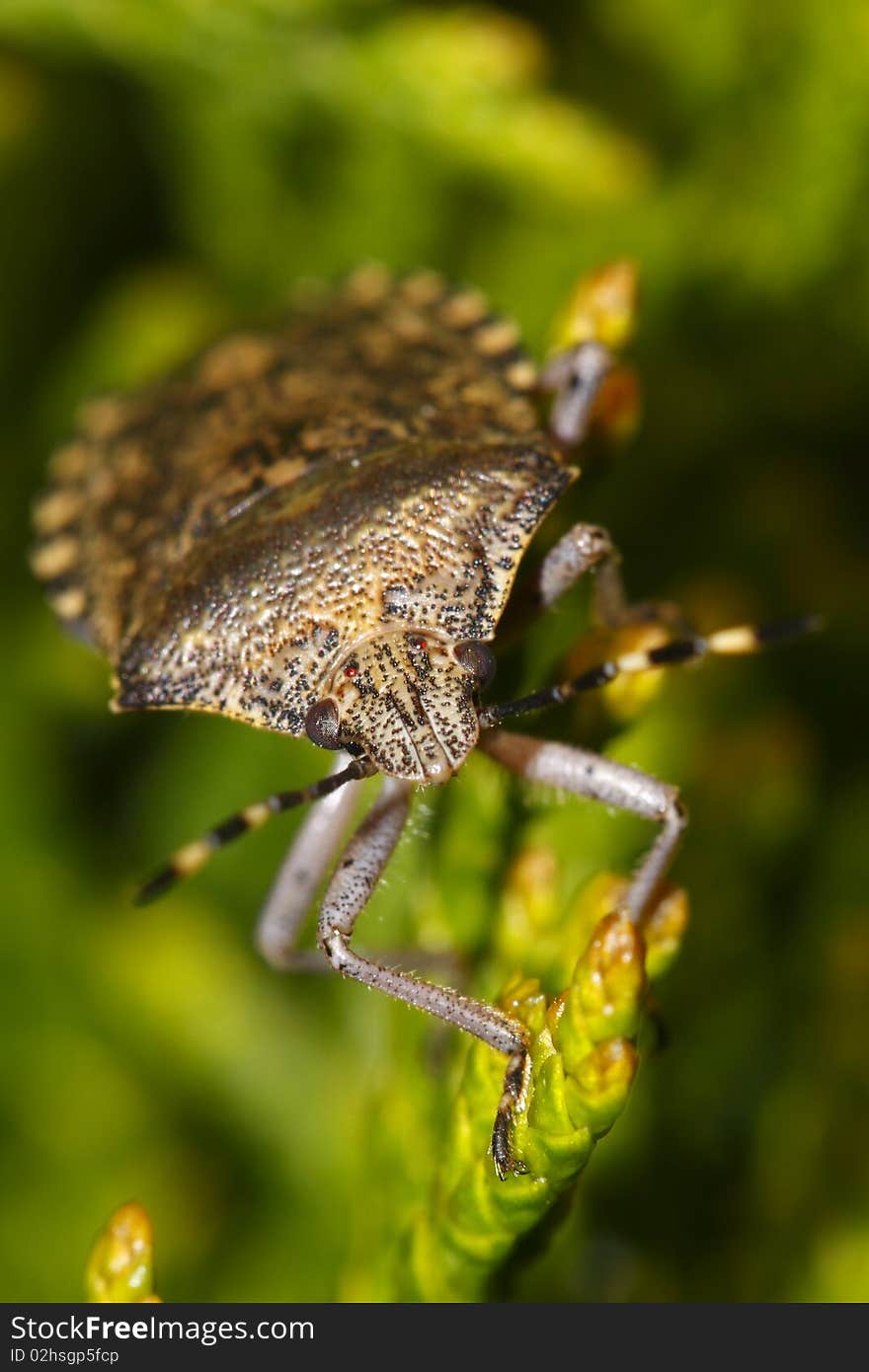 The macro of sloe bug dolycoris baccarum. Dolycoris baccarum is a species of shield bug in the family Pentatomidae.