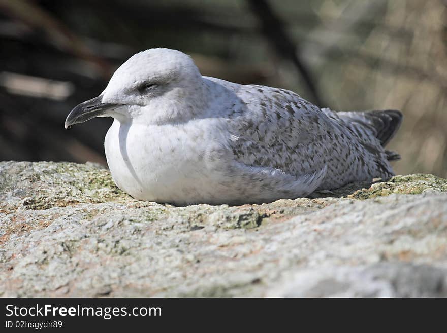 Resting Gull