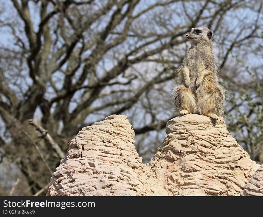 Meerkat sentry duty for the colony