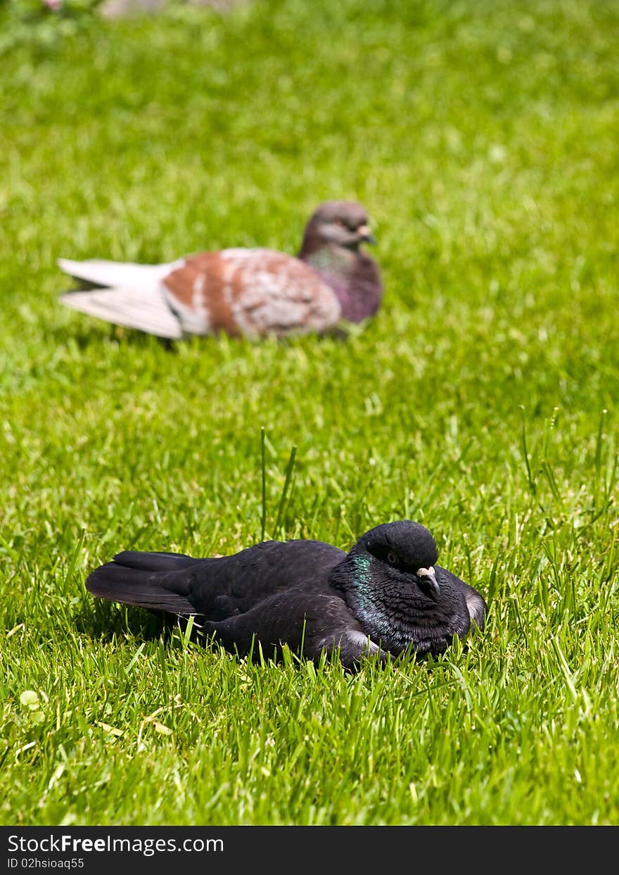 Picture of two pigeons with a focus on first