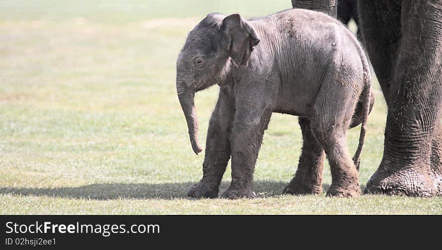 A 6 day old Asian elephant calf appears to be a little unsteady on it's legs. A 6 day old Asian elephant calf appears to be a little unsteady on it's legs