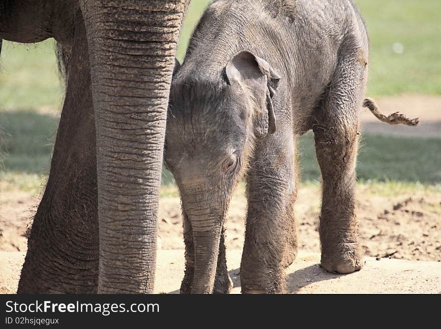 Elephant Calf