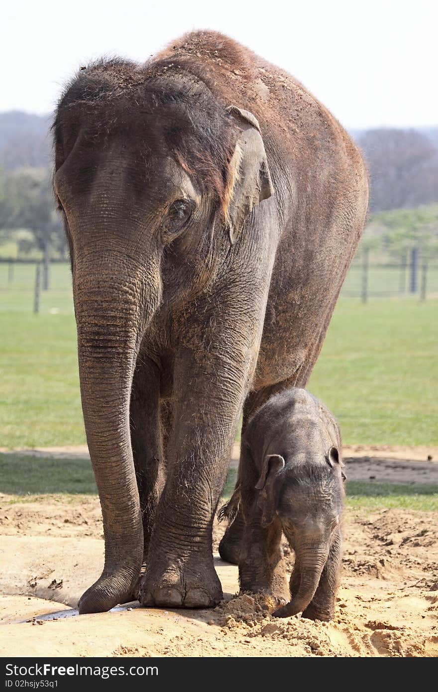 Asian elephant keeping a watchful eye on her 6 day old calf. Asian elephant keeping a watchful eye on her 6 day old calf