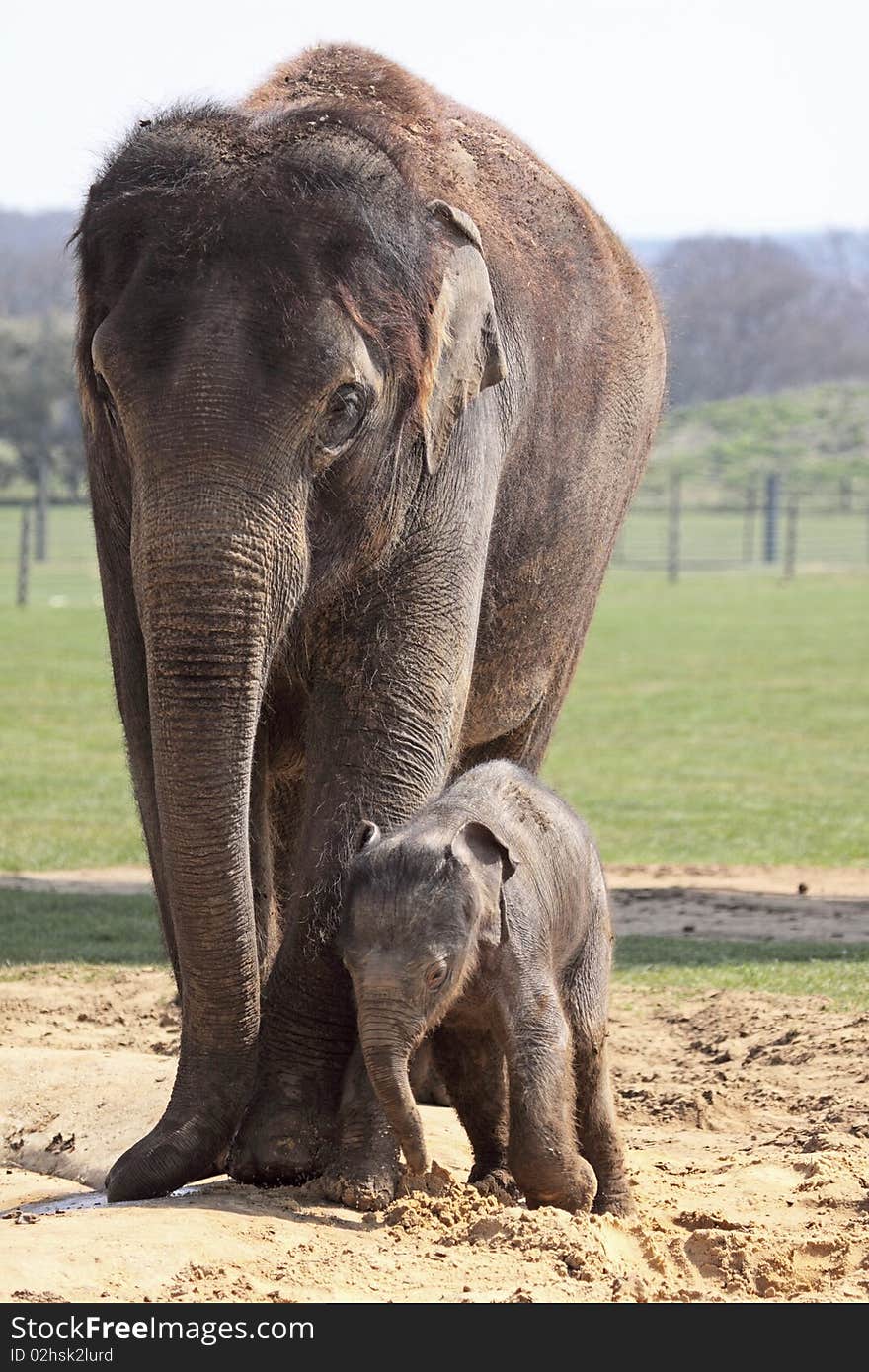 Mother And Baby Elephants