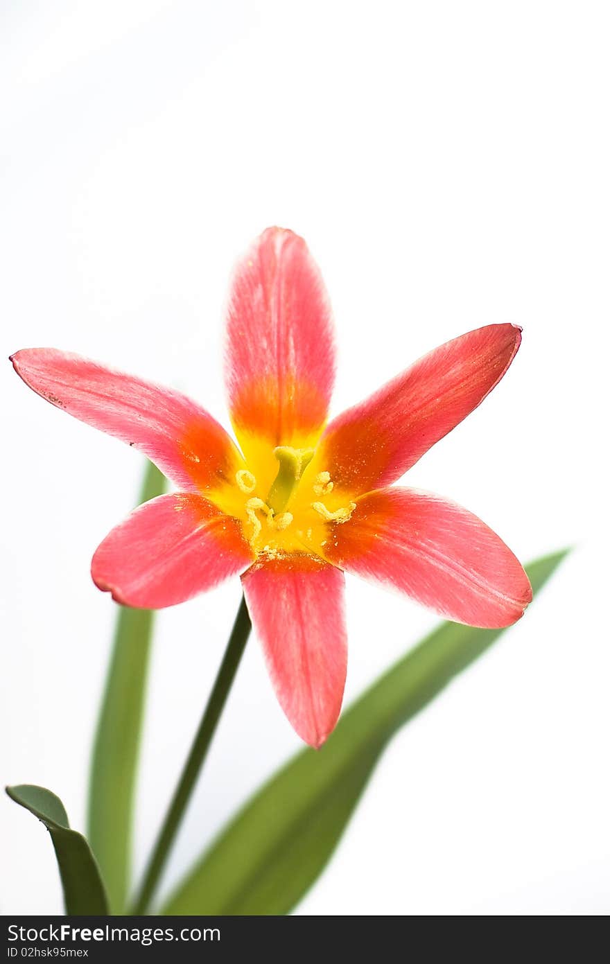 Tulips in a bright background. Tulips in a bright background