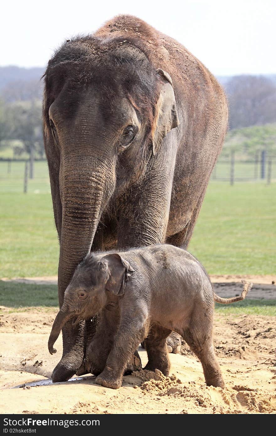 6 day old Asian elephant staying close to it's mother. 6 day old Asian elephant staying close to it's mother