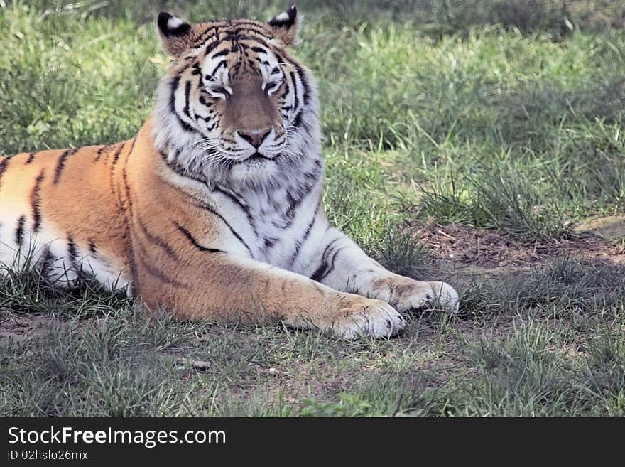 Siberian tiger stretched out on the ground. Siberian tiger stretched out on the ground