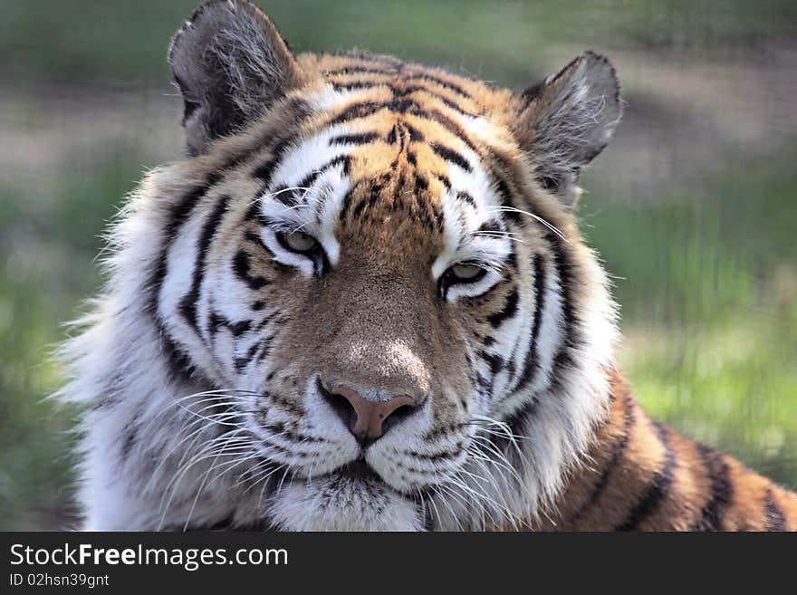 Siberian Tiger Close-Up