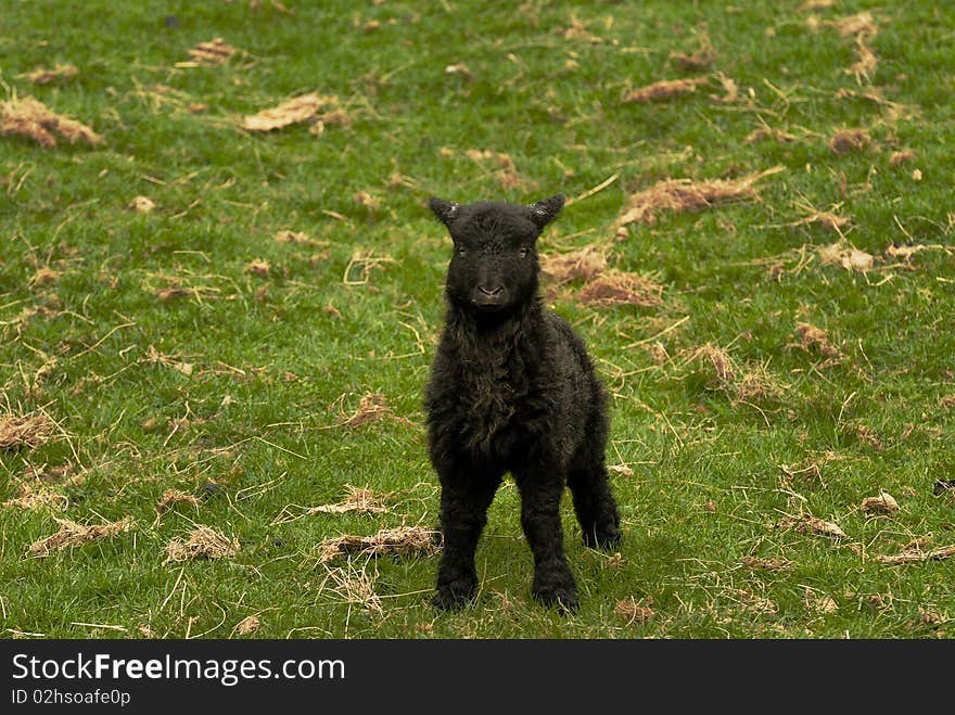 Black Lamb