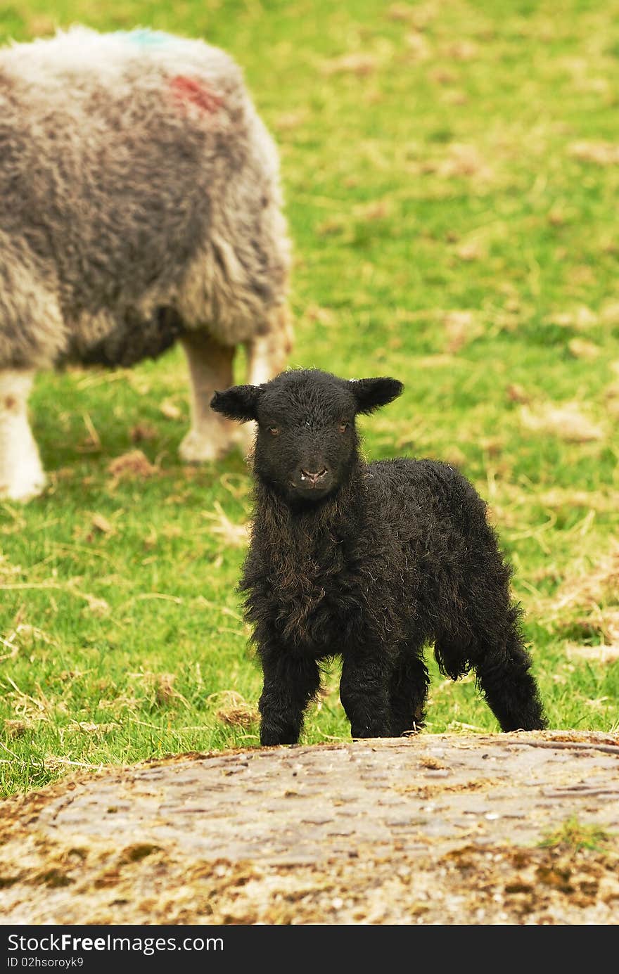 A young Black Spring Lamb - and tree trunk. A young Black Spring Lamb - and tree trunk