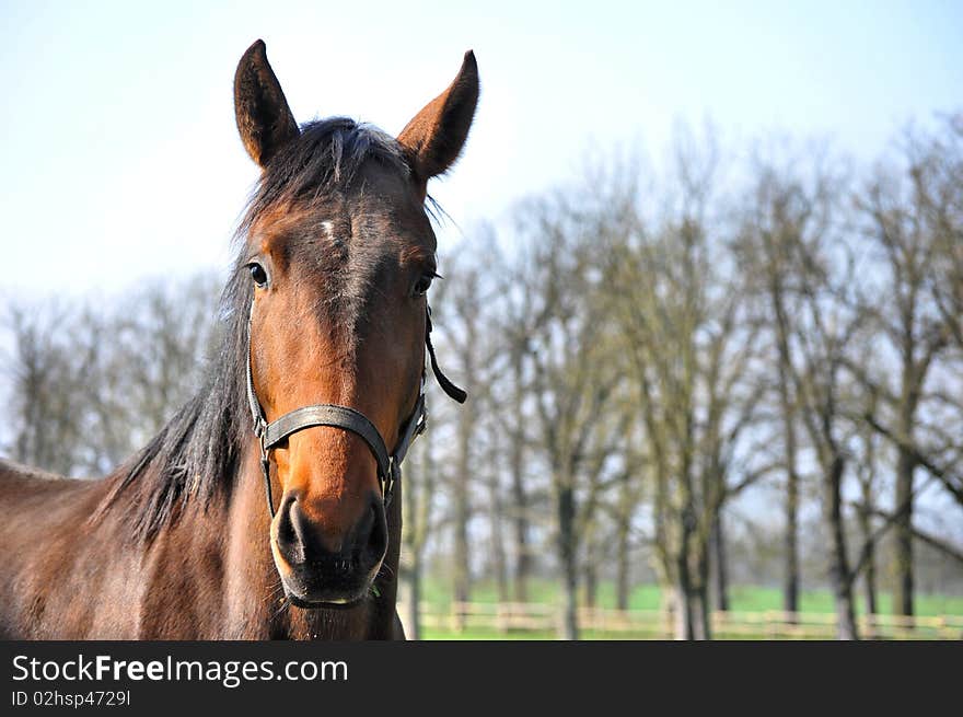 Nice brown horse on pasturage