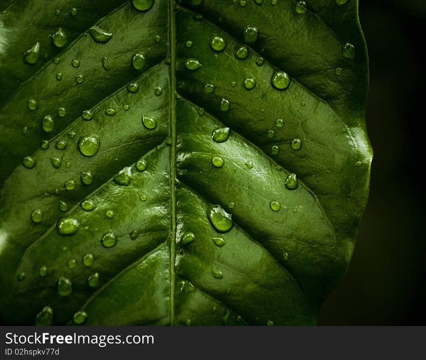 Drops of rain on a leaf. Drops of rain on a leaf