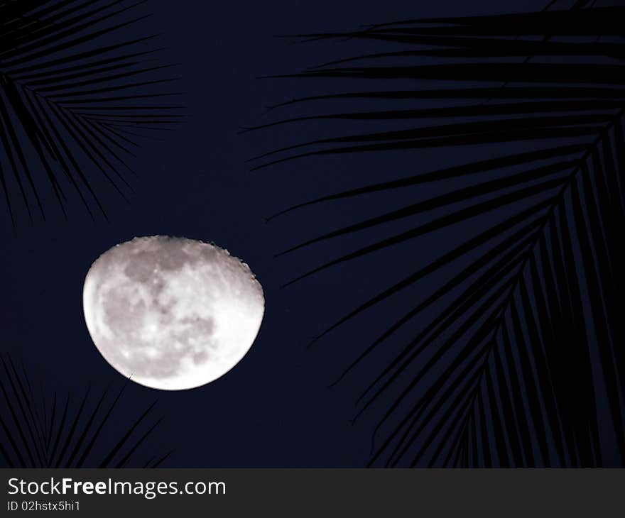 Moon with leaves around at night looks like lines around the white beauty