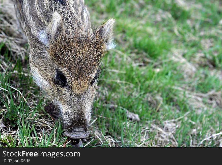 Young wild boar