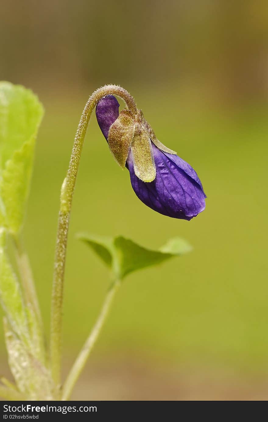 Forest violet