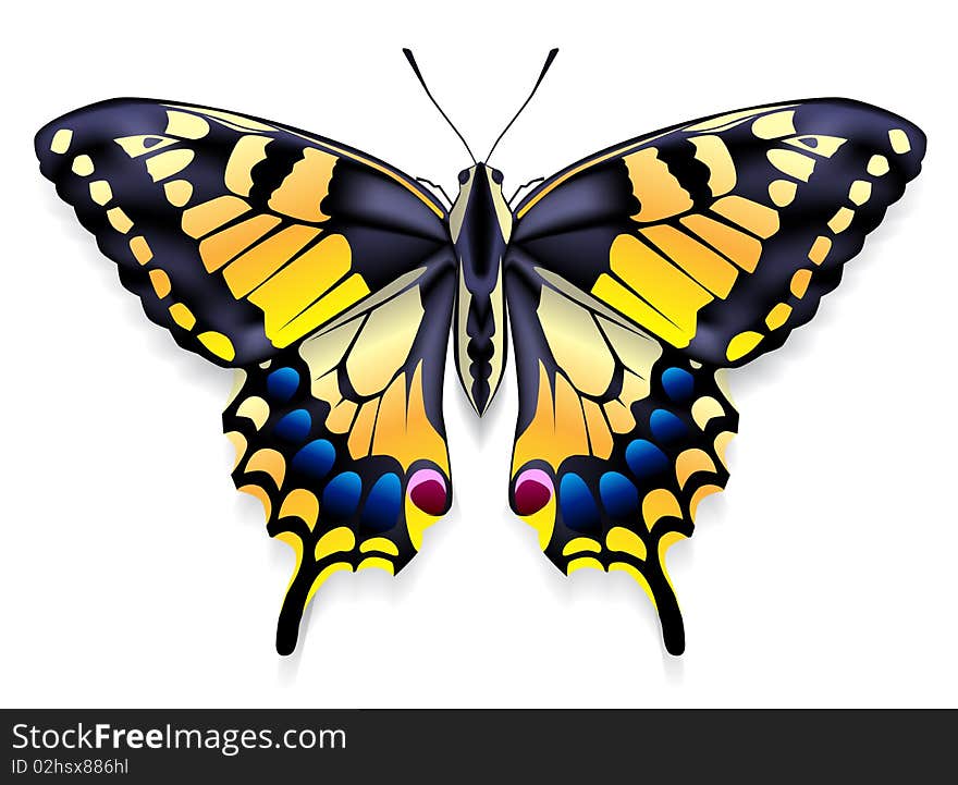 Image of a butterfly with yellow wings. Image of a butterfly with yellow wings