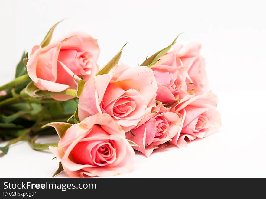 The roses isolated on white