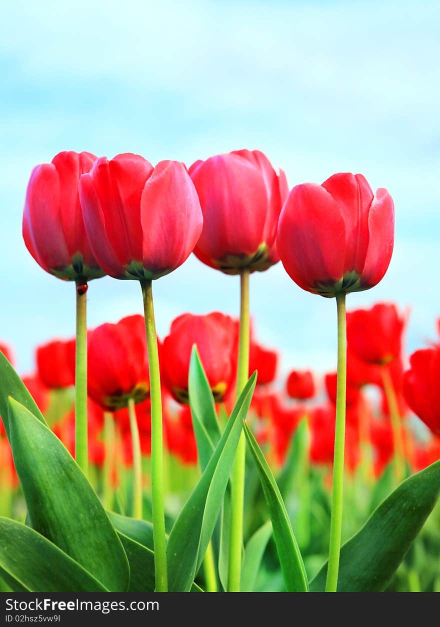 Tulip flowers closeup image and blue sky. Tulip flowers closeup image and blue sky