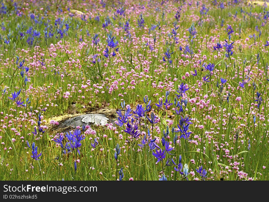 Camas Flowers growing along side pink flowers during spring. Camas Flowers growing along side pink flowers during spring