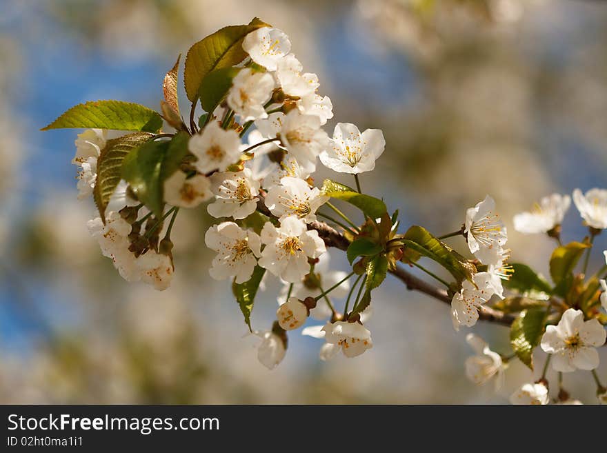 A apple tree flower in front of blue heaven. A apple tree flower in front of blue heaven