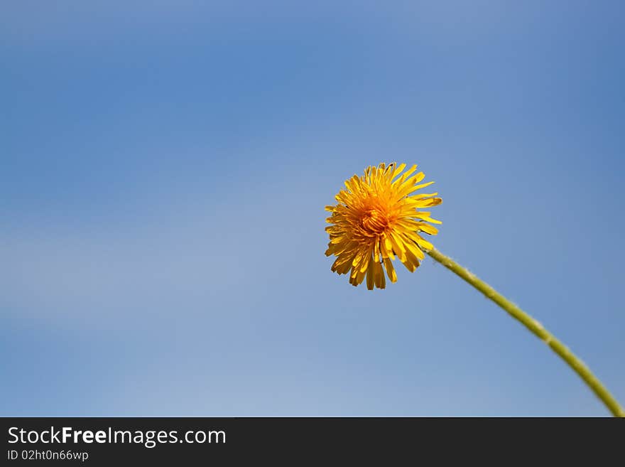 Dandelion in front of blue heaven. Dandelion in front of blue heaven