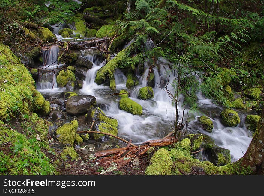 Creek in the forest