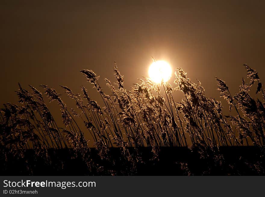 Reed And Sun