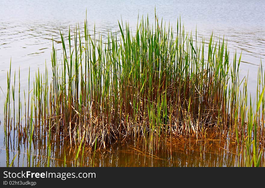 Green grass growing on the bank of lake