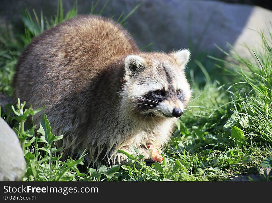 Raccoon