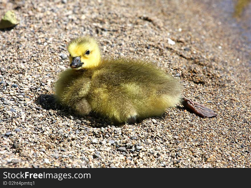 Canada Goose Gosling On Pebble Beach