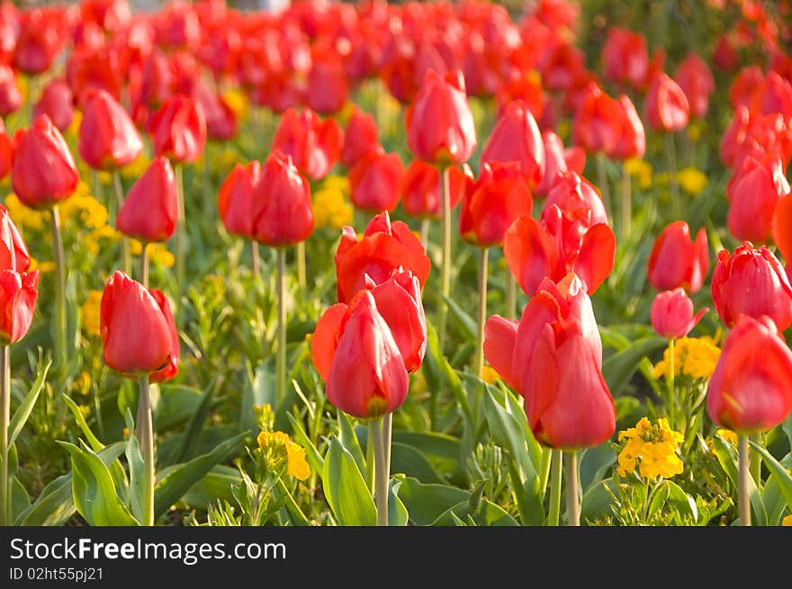 Photo of tulips in Stephens green park Ireland