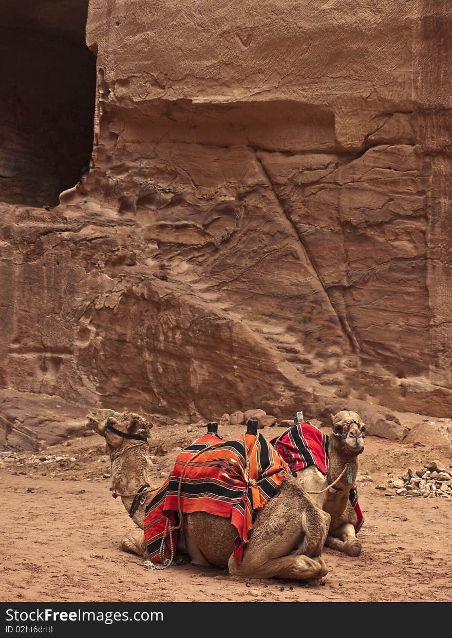 Petra in jordan two camels