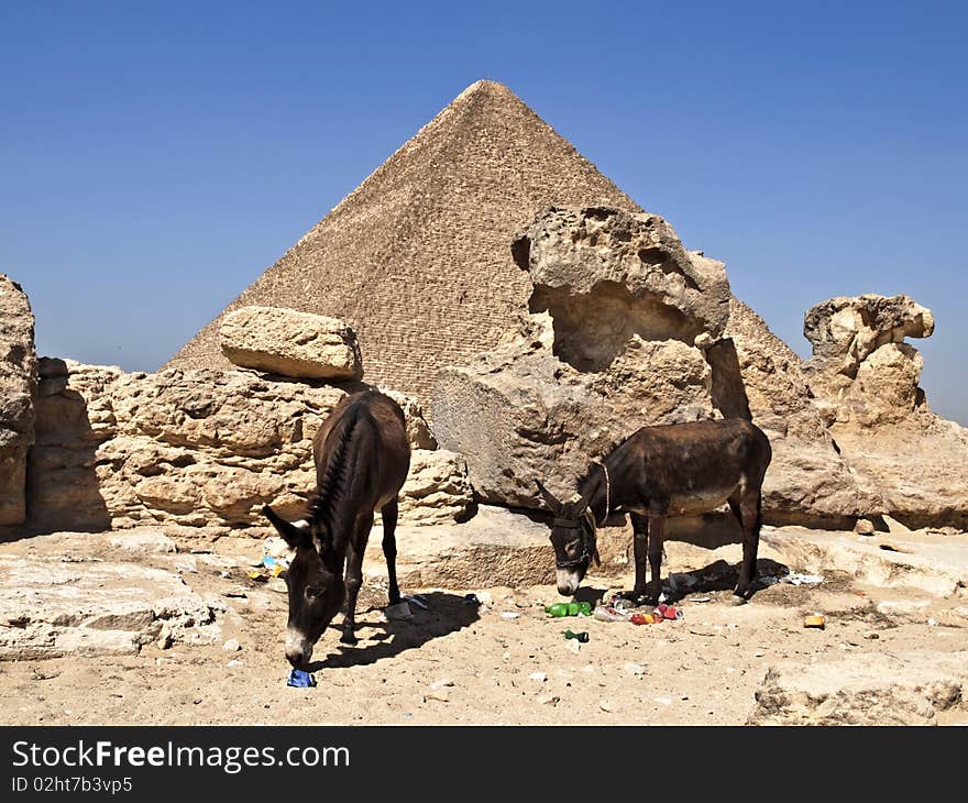 Pyramids in cairo egypt and two donkeys eating litter and rubbish