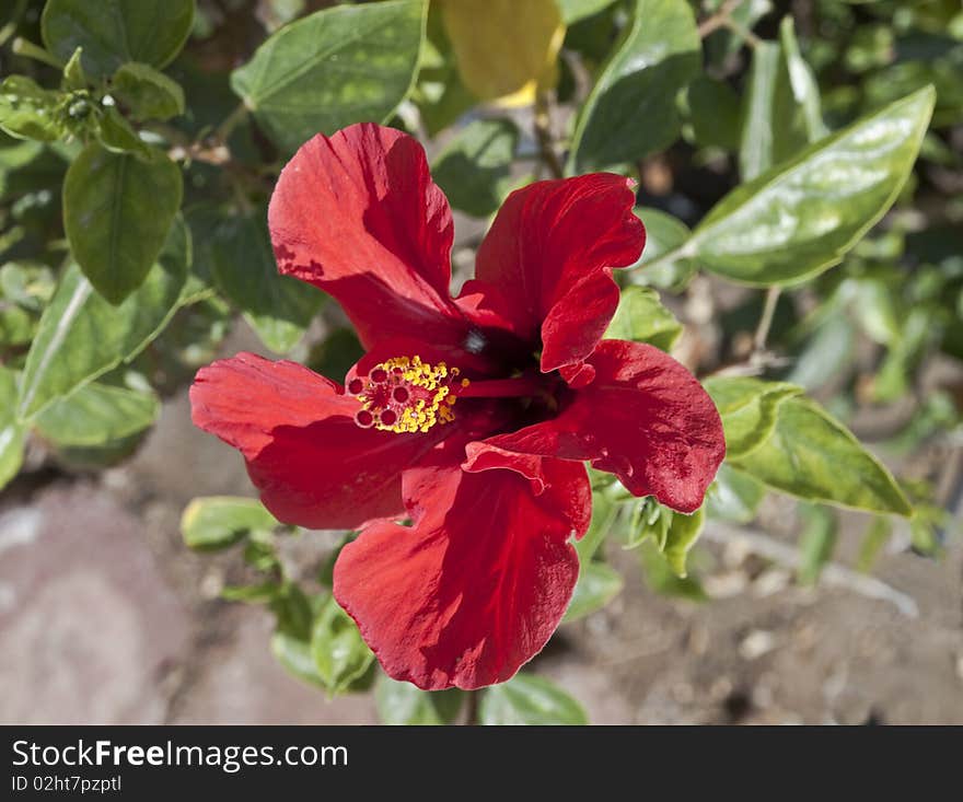 Red Flower