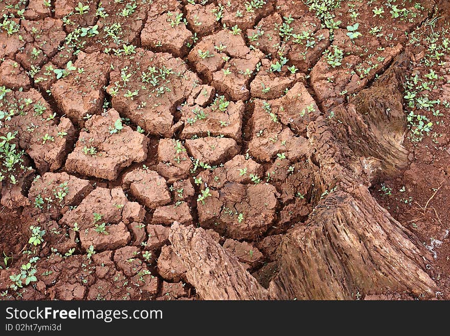 Cracked and dry mud in a rual landscape