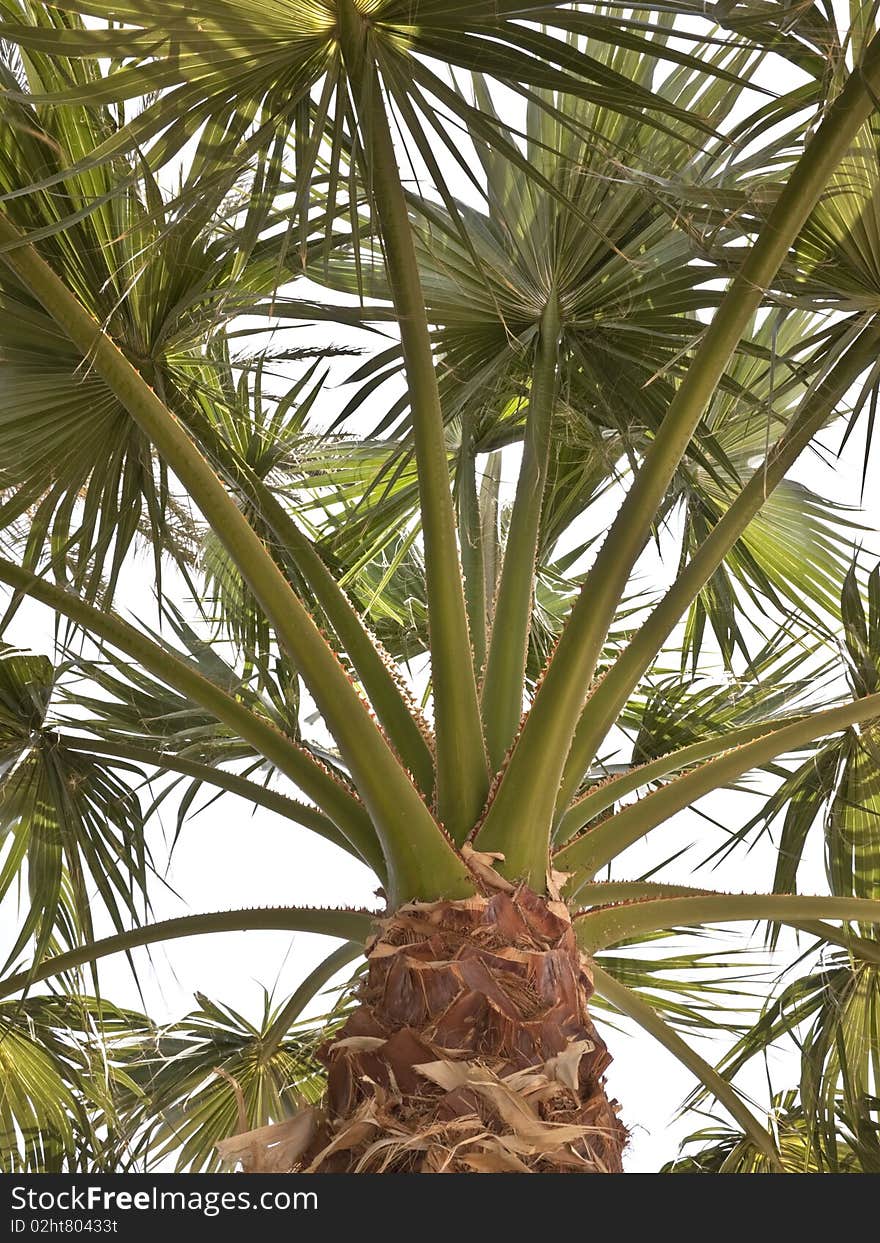 Palm tree top with leaves and stem and truck