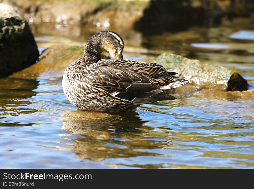 Mallard Duck Female