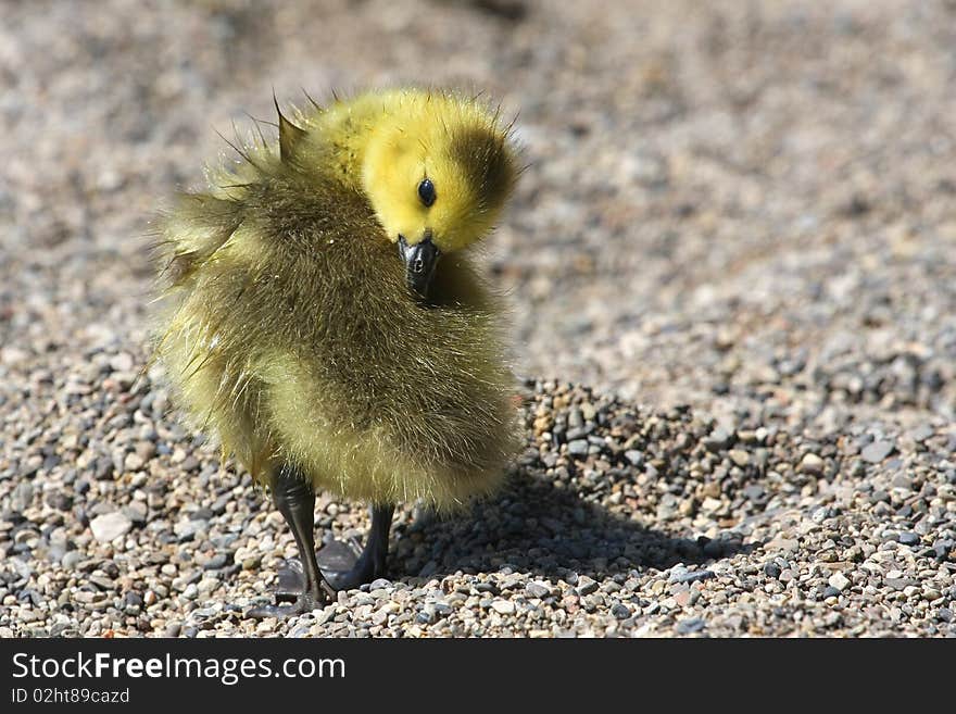 Canada Goose Gosling