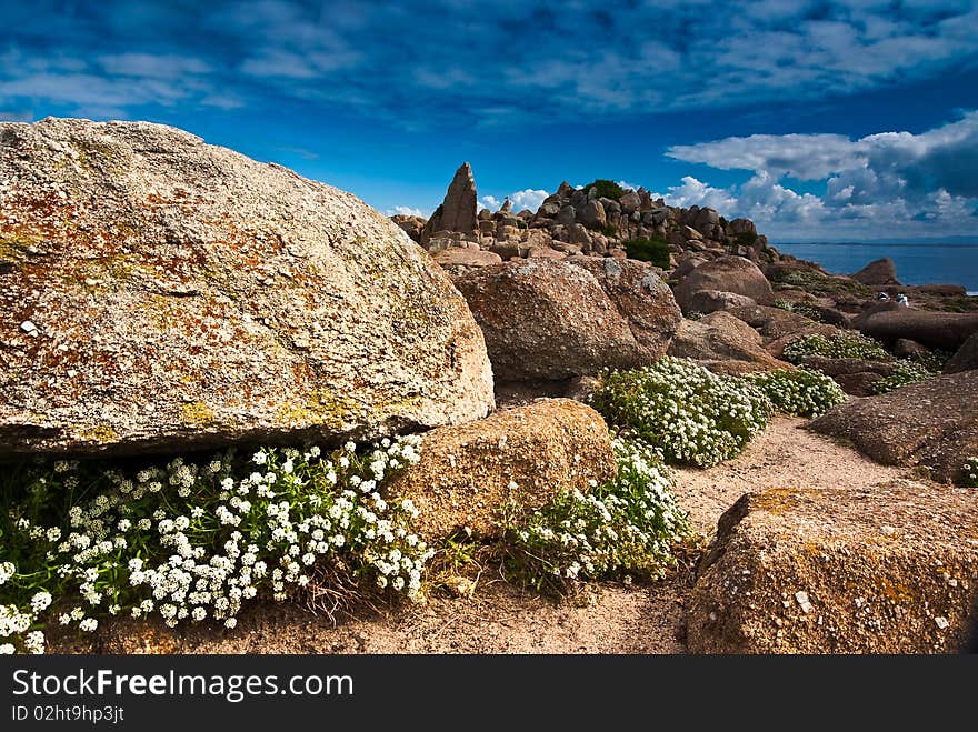 Alyssum rocks at Monterey