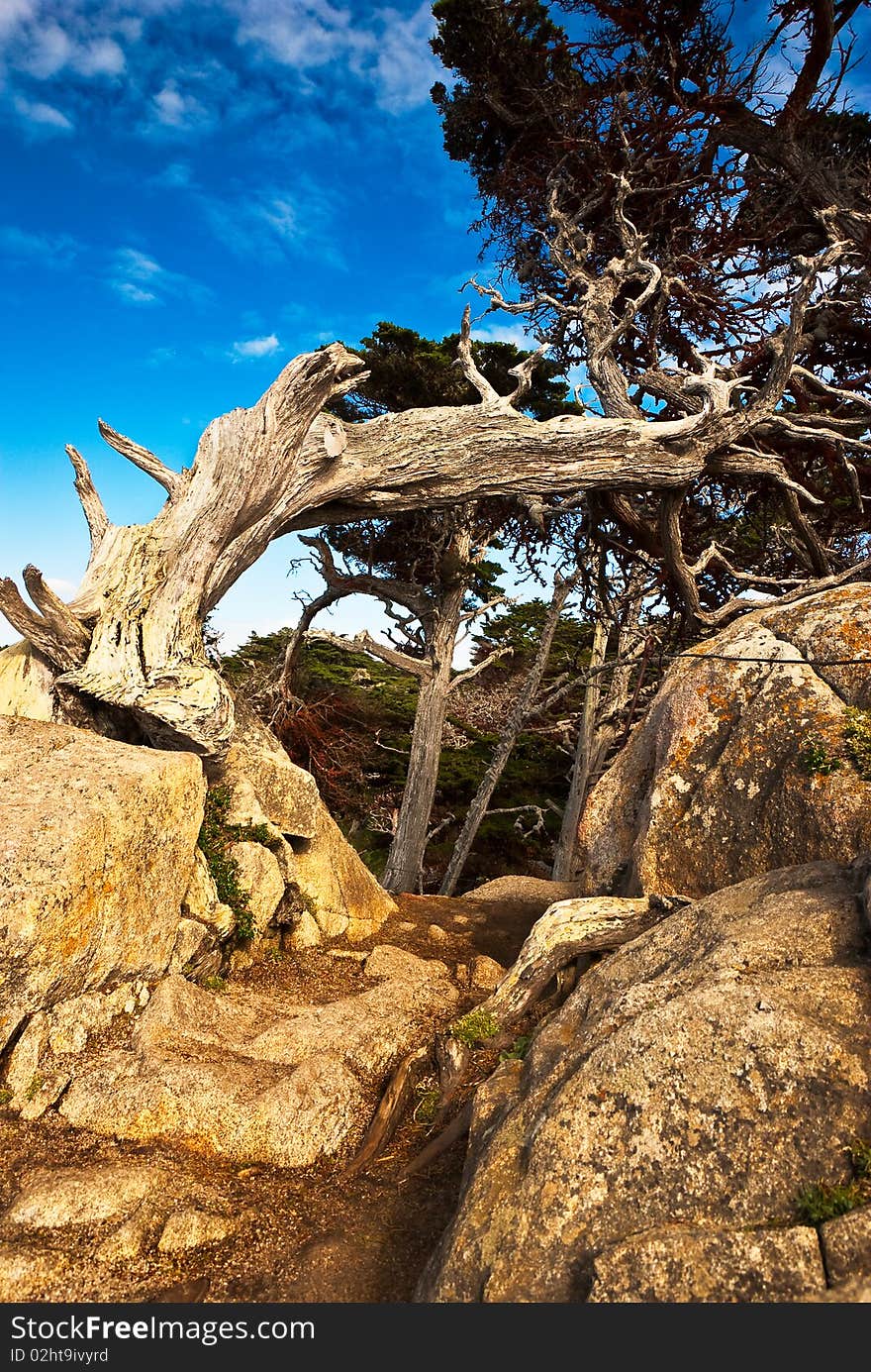 Aged Cypress On A Rocky Path