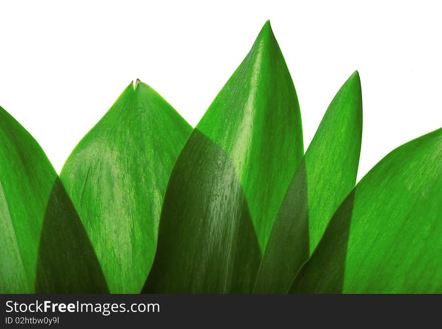 Green leaves on white background