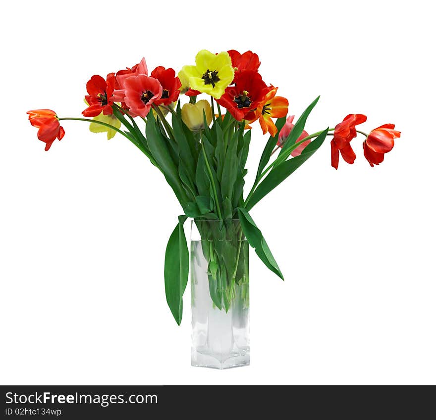 Red and yellow tulips in vase isolated on white background