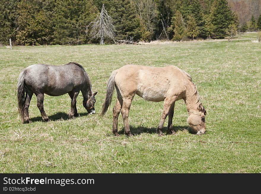 Pair of horses