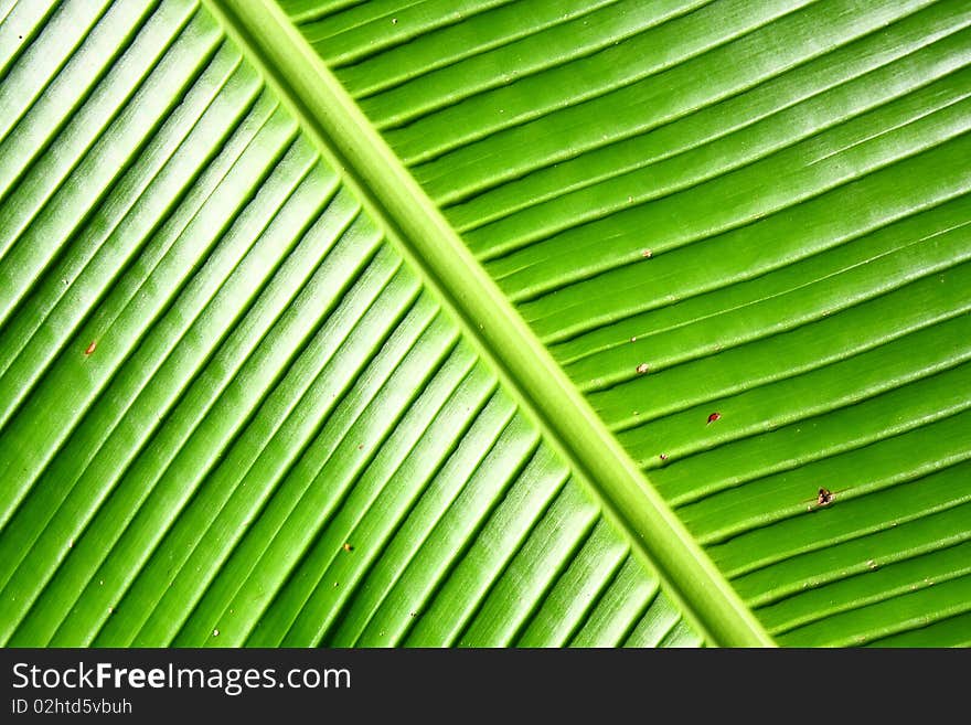 An image showing banana leave texture