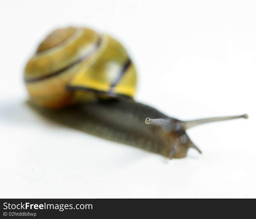 Garden snail with very shallow depth of field on eye