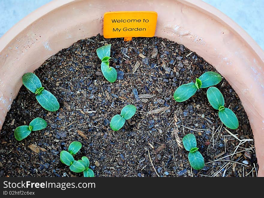 A pot with cucumber growing with stake that says Welcome to my Garden