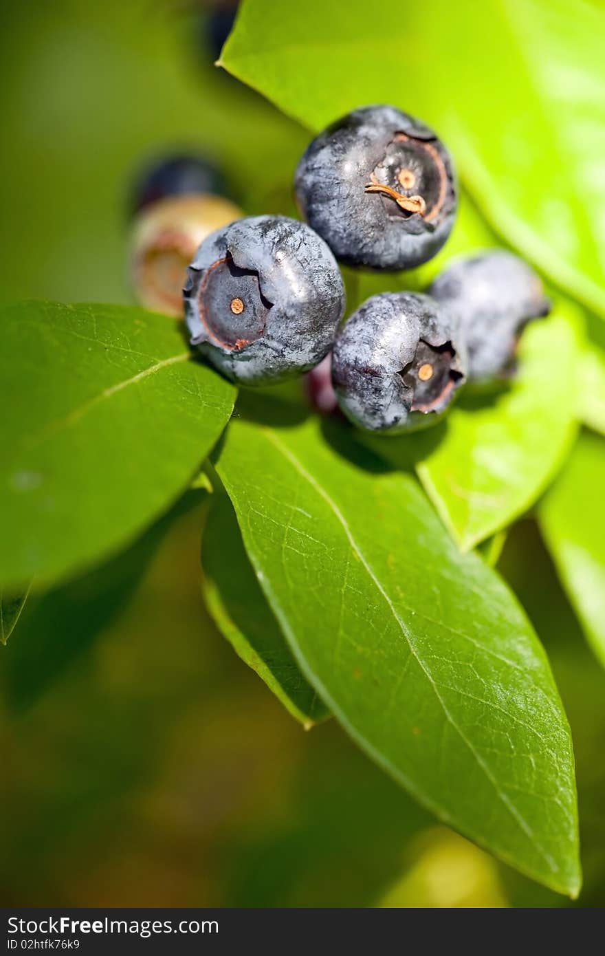 Blueberries