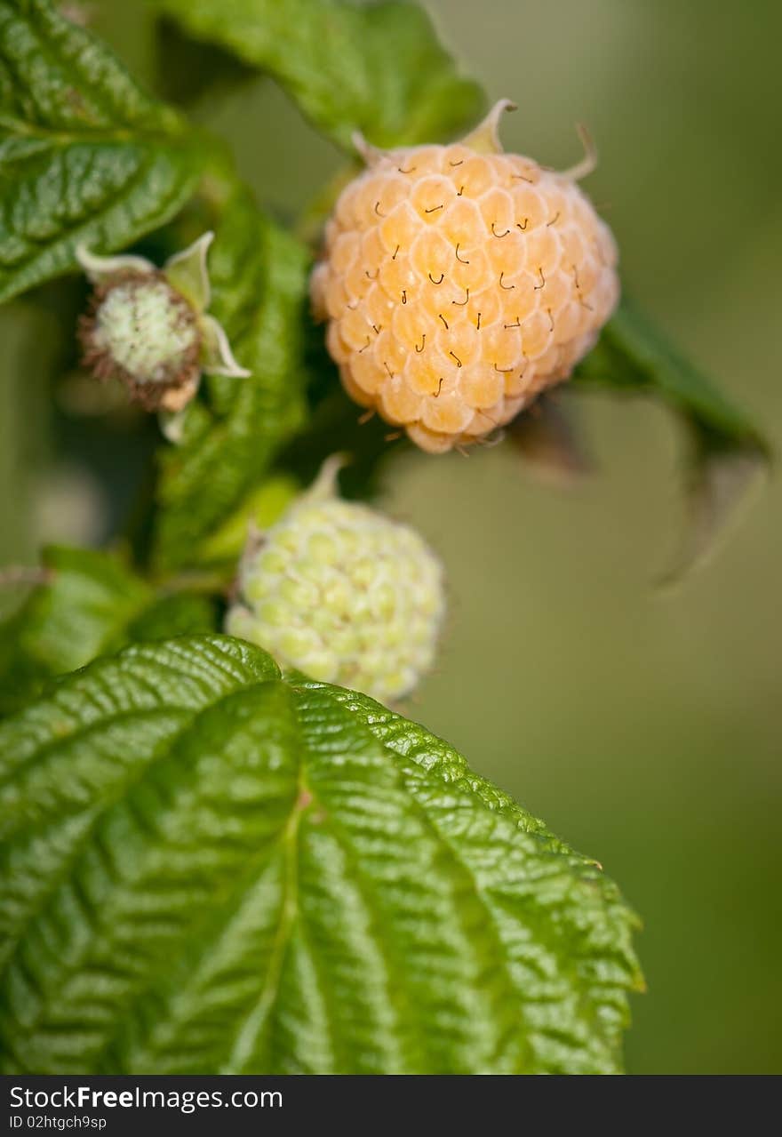 Yellow raspberries in macro shot