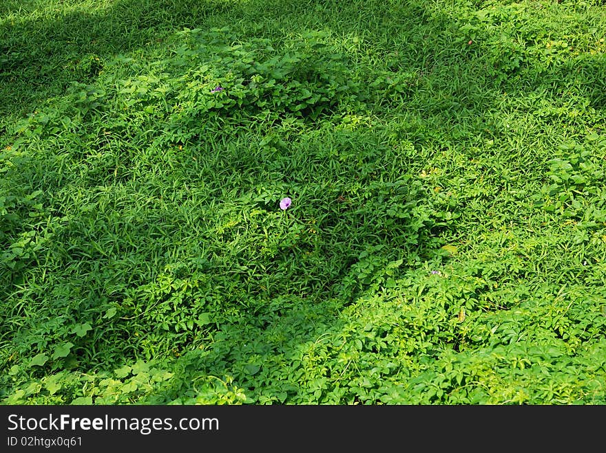 The green plants in the sunlgiht. The green plants in the sunlgiht.