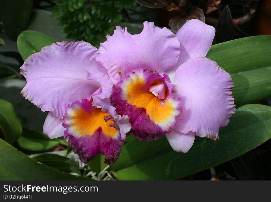 Orchid Greenhouse